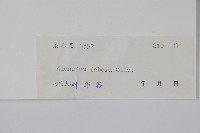 小花八角楓藏品圖，第2張