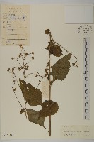 下田菊藏品圖，第1張