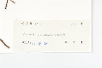 日本菟絲子藏品圖，第3張