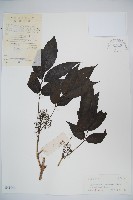 接骨木，木蒴藋藏品圖，第1張
