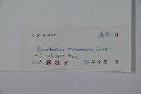 接骨木，木蒴藋藏品圖，第2張