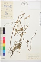 大花還藏品圖，第1張