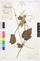 鈍齒鐵線蓮藏品圖，第1張