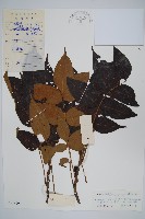 毛脈南酸棗藏品圖，第1張