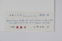 毛脈南酸棗藏品圖，第2張