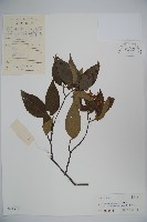 登錄號:S041970藏品圖，第1張