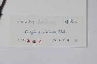 雷公鵝耳櫪藏品圖，第2張