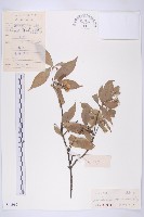 尖葉四照花藏品圖，第1張