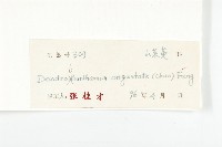 尖葉四照花藏品圖，第3張