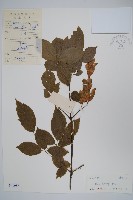 建始槭藏品圖，第1張