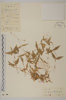 峨嵋繁縷藏品圖，第1張