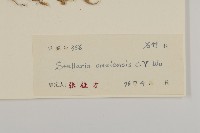 峨嵋繁縷藏品圖，第3張