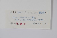 小紫果槭藏品圖，第2張