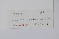 琉璃草藏品圖，第2張
