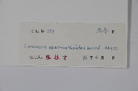 大花忍冬藏品圖，第2張