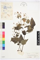 鈍齒鐵線蓮藏品圖，第1張