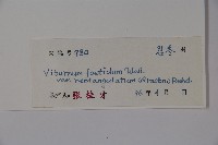 狹葉莢迷藏品圖，第2張