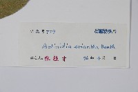 毛花楊桃藏品圖，第2張