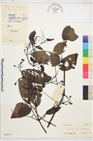 柱果鐵線蓮藏品圖，第2張