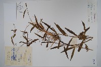 柳葉白前藏品圖，第1張