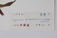 柳葉白前藏品圖，第2張