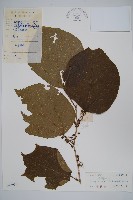 八角楓藏品圖，第1張