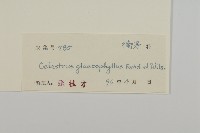 灰葉南蛇藤藏品圖，第3張