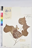 紅葉野桐藏品圖，第1張