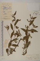 煙管草藏品圖，第1張