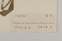 煙管草藏品圖，第3張