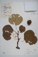 獼猴桃、奇異果藏品圖，第1張