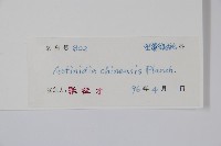 獼猴桃、奇異果藏品圖，第2張