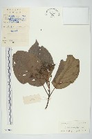 梜木藏品圖，第1張