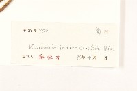 雞兒腸藏品圖，第3張