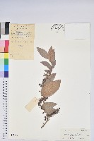 小果南燭藏品圖，第1張