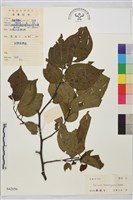 銅錢樹藏品圖，第1張