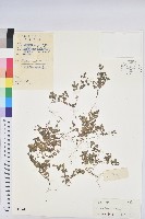 通奶草藏品圖，第1張