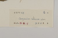 杓兒菜藏品圖，第3張