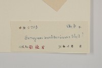 西南衛矛藏品圖，第3張