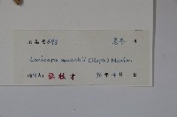 金銀忍冬藏品圖，第2張