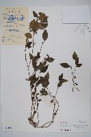 黃瓊草藏品圖，第1張