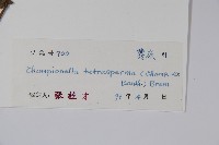 黃瓊草藏品圖，第2張