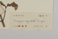 狹葉衛矛藏品圖，第3張