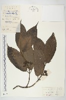 桃葉珊瑚藏品圖，第1張