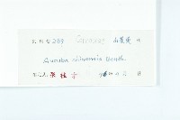 桃葉珊瑚藏品圖，第3張