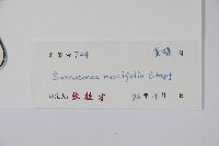 野扇花藏品圖，第2張