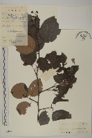 灰葉南蛇藤藏品圖，第1張