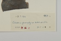 灰葉南蛇藤藏品圖，第3張