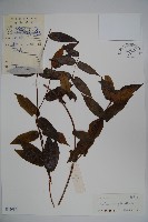 貴州忍冬藏品圖，第1張