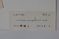 貴州忍冬藏品圖，第2張